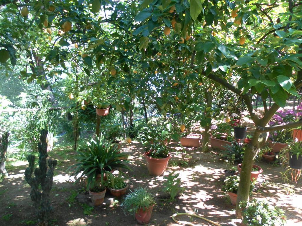 Casa Elena Sorrento