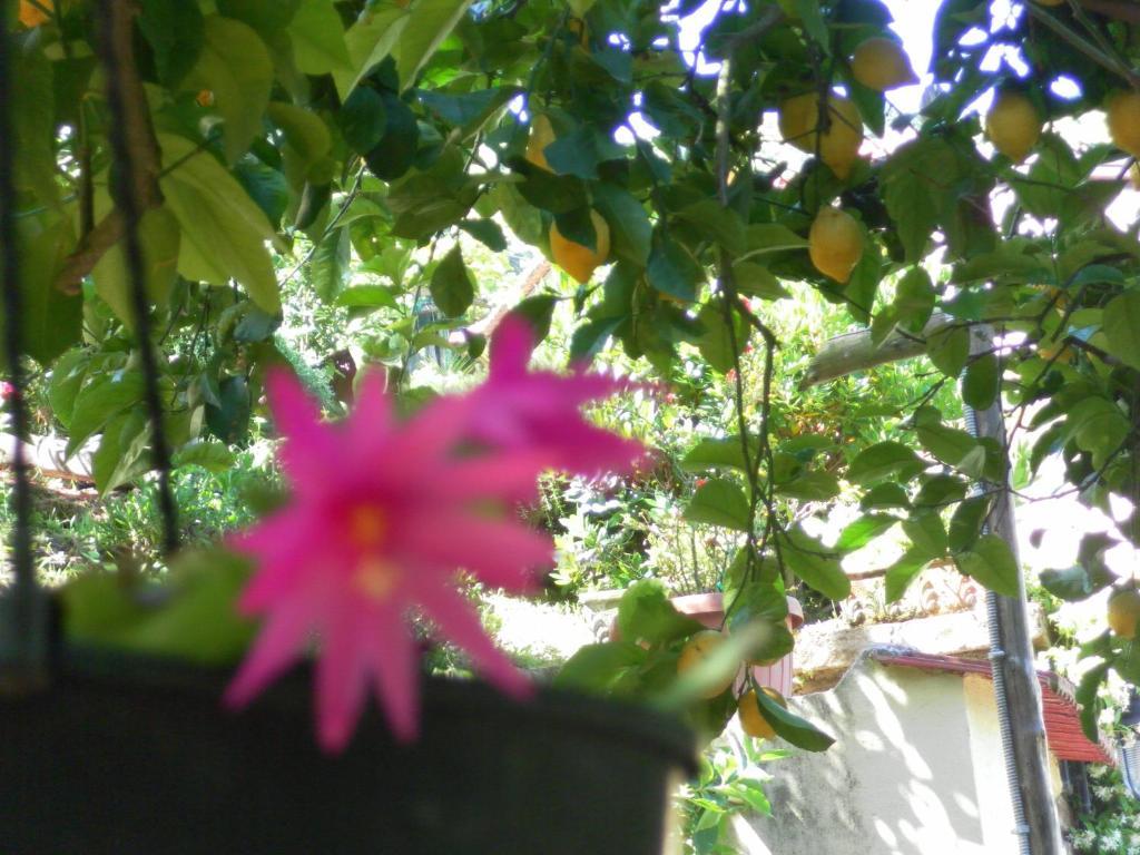 Casa Elena Guest house
